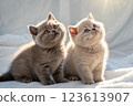 Two British shorthair kittens on white background. British shorthair kittens sitting in sunlight. Studio photo 123613907