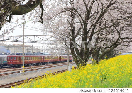 Chichibu Railway "Hirosegawahara Depot with rows of cherry blossom trees and rape blossoms" 123614043