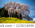 Weeping cherry blossoms at the battlefield 123614096