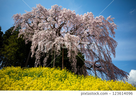 Weeping cherry blossoms at the battlefield 123614096