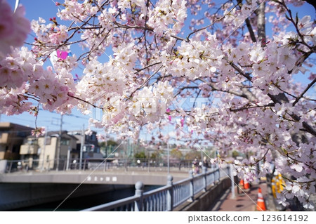Cherry blossom trees along the river and spring scenery Cherry blossom trees along the river and spring scenery 123614192