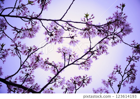 櫻花樹枝仰望春天的天空 櫻花樹枝仰望春天的天空 123614193