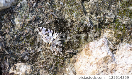 Black and white moth on a rock Black and white moth on a rock 123614269