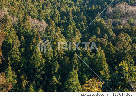 斜陽照射下的雪松林 123614363