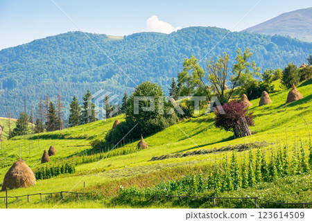 haystacks on the agricultural field near the forest. natural environment. rural landscape at the foot of the mountain in summer. beautiful countryside scenery in evening light. carpathian alps haystacks on the agricultural field near the forest. natural environment. rural landscape at the foot of the mountain in summer. beautiful countryside scenery in evening light. carpathian alps 123614509