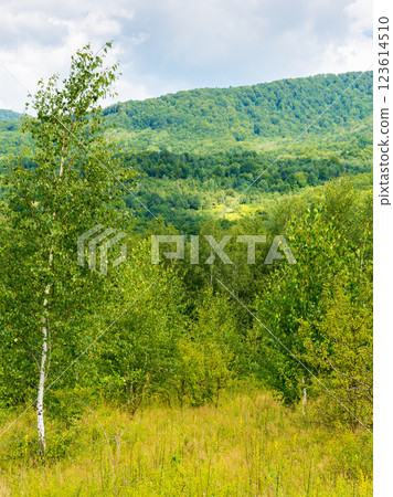 birch trees on the grassy hillside on a sunny day. mountainous landscape of transcarpathia in summer. clouds on the sky. countryside scenery in dappled light birch trees on the grassy hillside on a sunny day. mountainous landscape of transcarpathia in summer. clouds on the sky. countryside scenery in dappled light 123614510