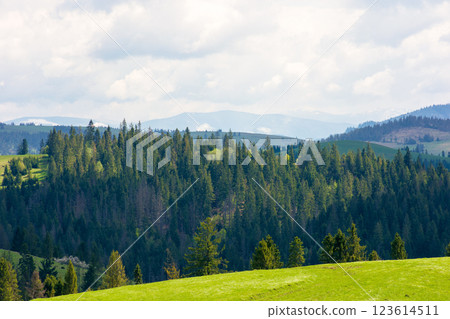 hillside of mountain range with coniferous forest and grassy meadow. outdoor adventure. sunny day in spring. beautiful view hillside of mountain range with coniferous forest and grassy meadow. outdoor adventure. sunny day in spring. beautiful view 123614511