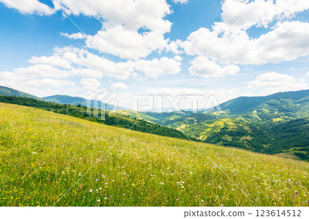 scenery with alpine field in summer. pasture on the hillside. herbs among the grass. rolling carpathian mountain landscape in dappled light. clouds on the blue sky above the hill. natural environment scenery with alpine field in summer. pasture on the hillside. herbs among the grass. rolling carpathian mountain landscape in dappled light. clouds on the blue sky above the hill. natural environment 123614512