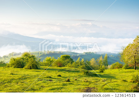 alpine green meadows of carpathian landscape in springtime. mountainous countryside of ukraine with rolling hills and deep valley in fog. warm sunny morning weather with clouds on the blue sky alpine green meadows of carpathian landscape in springtime. mountainous countryside of ukraine with rolling hills and deep valley in fog. warm sunny morning weather with clouds on the blue sky 123614515