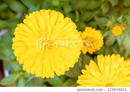Flowers around the house, various in the four seasons, spring to early summer, beautiful golden marigold flowers are blooming in the flower bed Flowers around the house, various in the four seasons, spring to early summer, beautiful golden marigold flowers are blooming in the flower bed 123614631