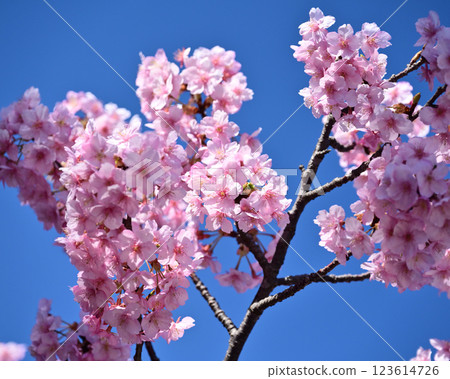 Spring season image (cherry blossoms: Kawazu cherry blossoms) 123614726
