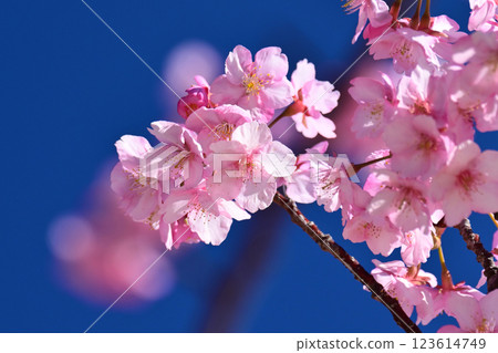 春季圖像（櫻花：河津櫻花） 123614749