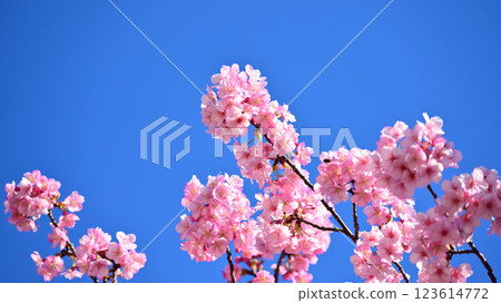 Spring season image (cherry blossoms: Kawazu cherry blossoms) 123614772