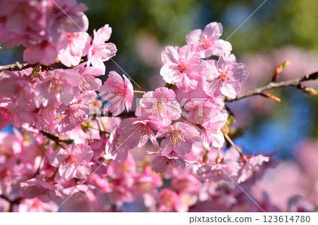春季圖像（櫻花：河津櫻花） 123614780