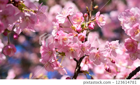 春季圖像(櫻花:河津櫻花) 春季圖像(櫻花:河津櫻花) 123614781