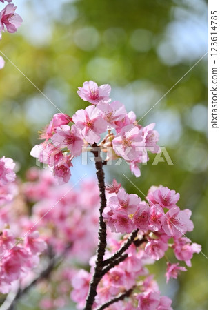春季圖像(櫻花:河津櫻花) 春季圖像(櫻花:河津櫻花) 123614785