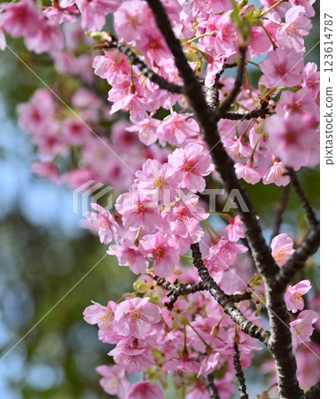 Spring season image (cherry blossoms: Kawazu cherry blossoms) 123614787