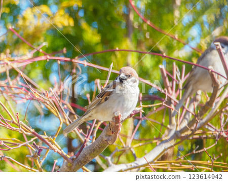 春天的麻雀 春天的麻雀 123614942