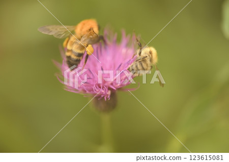 A bee and a thistle carrying golden pollen 123615081