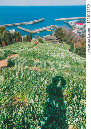 日本水仙花路 日本水仙花路 123615280