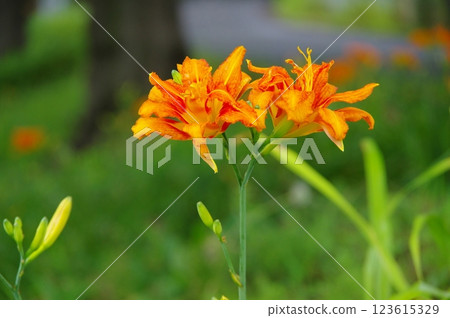 Yabukanzou 123615329