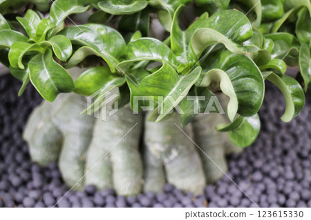 Spring flowers beautiful pot decorate in blossom show 123615330