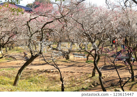野房天滿宮梅林(東京都國立市) 野房天滿宮梅林(東京都國立市) 123615447