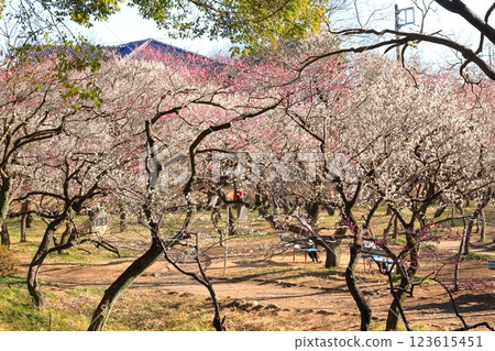 Yabo Tenmangu Plum Grove (Kunitachi City, Tokyo) 123615451
