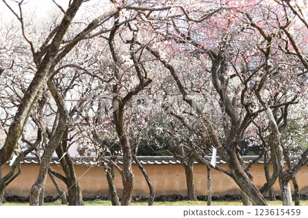 Yabo Tenmangu Plum Grove (Kunitachi City, Tokyo) 123615459