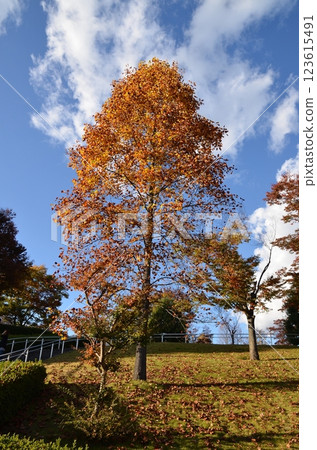 秋天的樹葉 秋天的樹葉 123615491