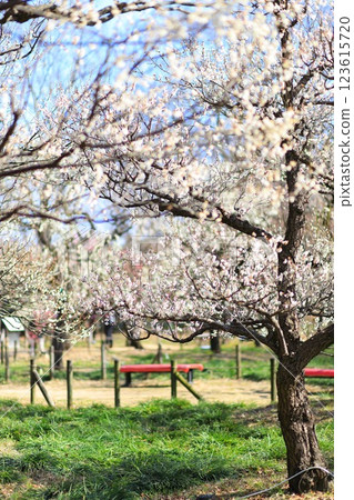 府中市地方森林博物館，東京梅面 123615720