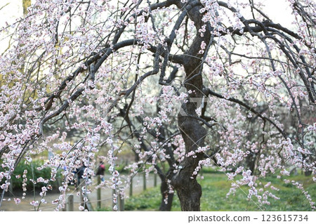 Fuchu City Local Forest Museum, Tokyo Umeen Fuchu City Local Forest Museum, Tokyo Umeen 123615734