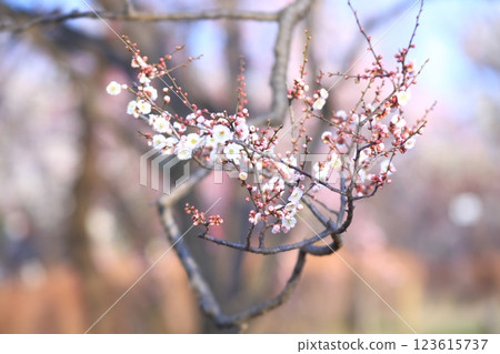 Fuchu City Local Forest Museum, Tokyo Umeen Fuchu City Local Forest Museum, Tokyo Umeen 123615737