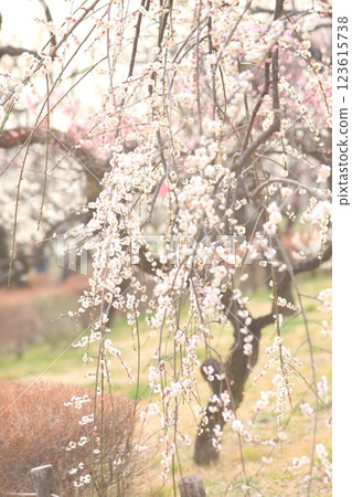 Fuchu City Local Forest Museum, Tokyo Umeen Fuchu City Local Forest Museum, Tokyo Umeen 123615738