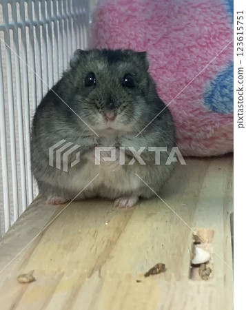 倉鼠凍住了 倉鼠凍住了 123615751