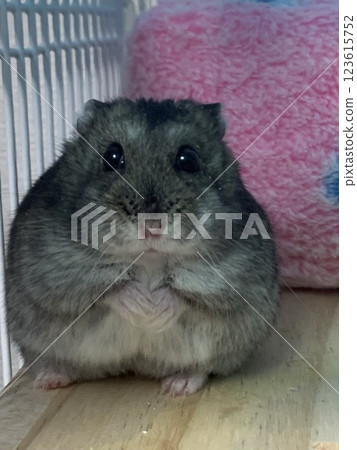 倉鼠凍住了 倉鼠凍住了 123615752
