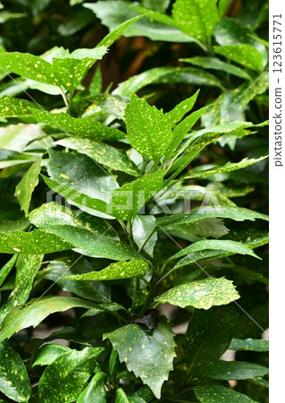 Aocuba japonica (Aocuba japonica) 123615771