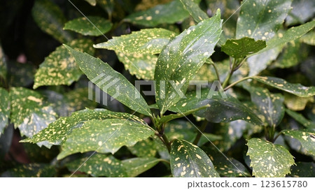 Aocuba japonica (Aocuba japonica) 123615780