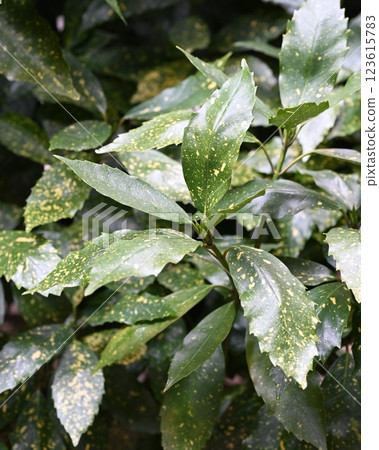 Aocuba japonica (Aocuba japonica) Aocuba japonica (Aocuba japonica) 123615783