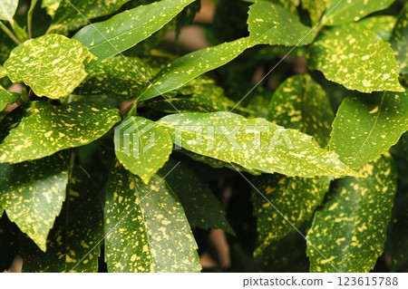 Aocuba japonica (Aocuba japonica) 123615788