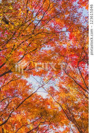 Autumn leaves tunnel Autumn leaves tunnel 123615846