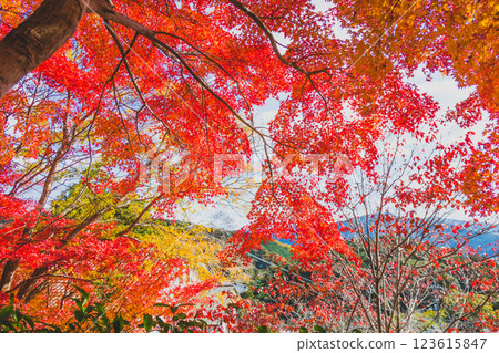 Autumn leaves tunnel 123615847