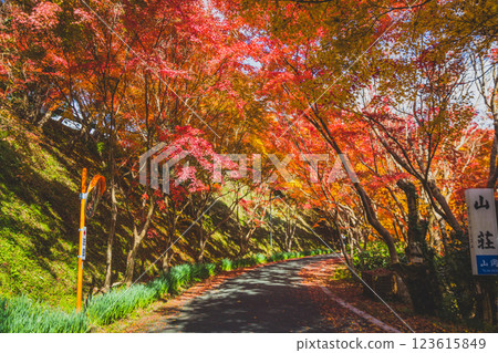 Autumn leaves tunnel 123615849