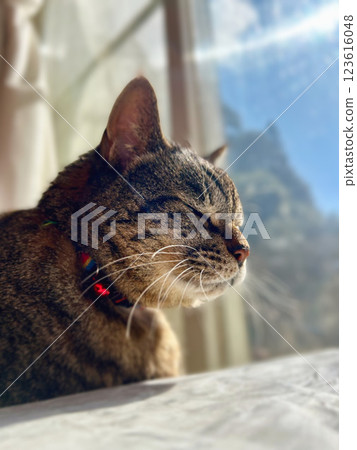 望著的貓 123616048