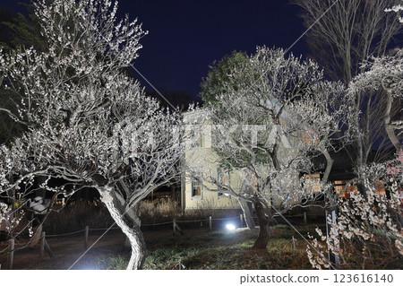 Fuchu City Local Forest Museum Plum Festival Illumination 123616140