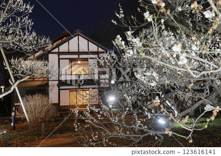 Fuchu City Local Forest Museum Plum Festival Illumination 123616141
