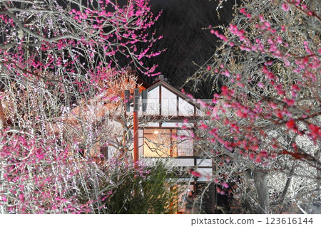府中市鄉土森林博物館梅花節彩燈 府中市鄉土森林博物館梅花節彩燈 123616144