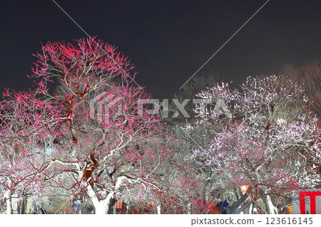 府中市鄉土森林博物館梅花節彩燈 府中市鄉土森林博物館梅花節彩燈 123616145