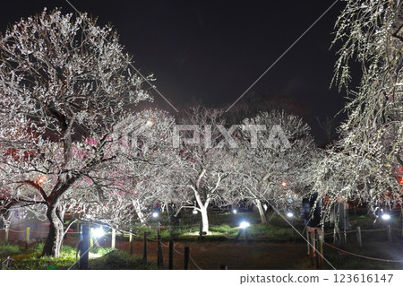府中市鄉土森林博物館梅花節彩燈 123616147