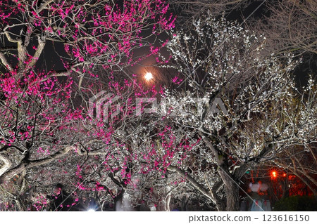 Fuchu City Local Forest Museum Plum Festival Illumination 123616150